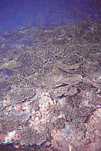 coral bl990123ma1