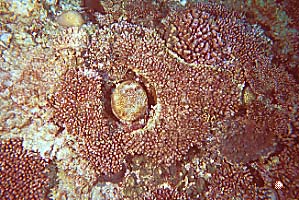 coral bl990123ma2
