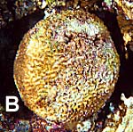 coral bl990123mab