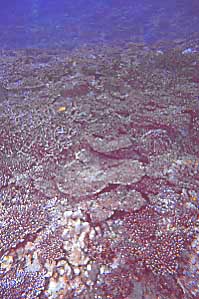 coral bl990131ma1