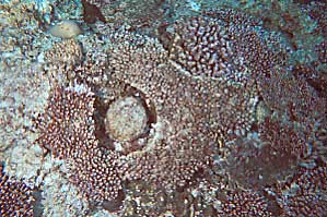 coral bl990131ma2
