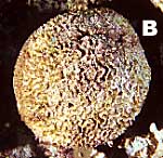 coral bl990131mab