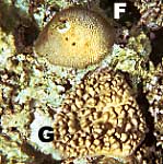 coral bl990131mae