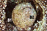 coral bl990207mab