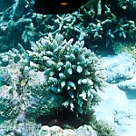 soc3e-n1.jpg (21670 oCg)