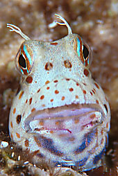 Red-spotted blenny