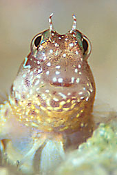Throatspot blenny